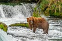 145 Katmai NP, bruine beer